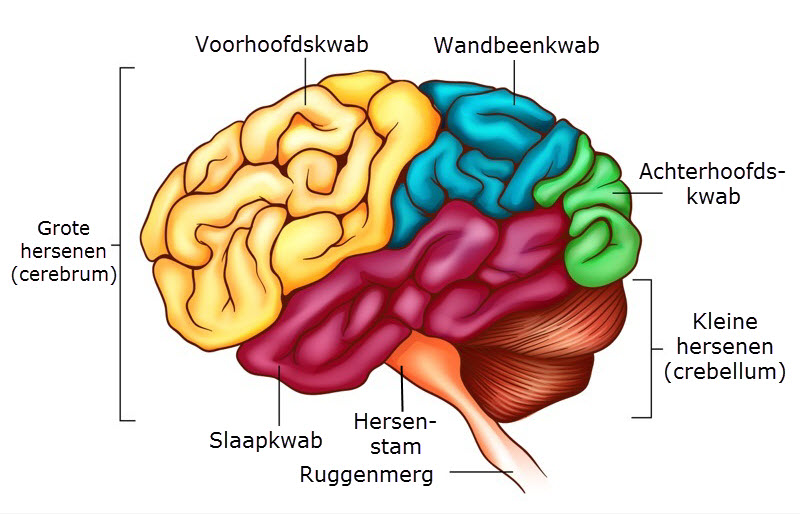Anatomie van de hersenen - Slingeland Ziekenhuis